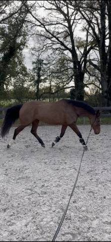 Jument sf de 5 ans - 165cm - par canturano x jarnac