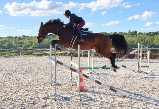 Jument sf de 5 ans - 165cm - par canturano x jarnac