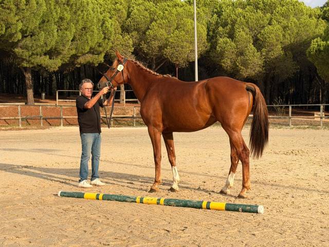 Jument sf 3 ans – casallo z × kannan – 168 cm