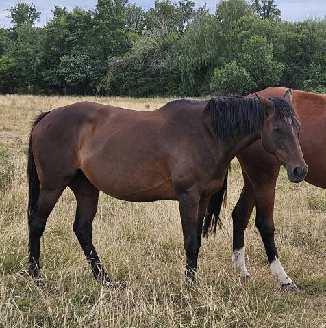 Poulinière pur-sang 16 ans