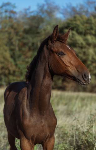 Chic pouliche noire pangaré cso