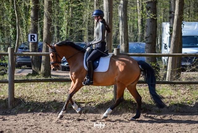 Jument dressage am 1