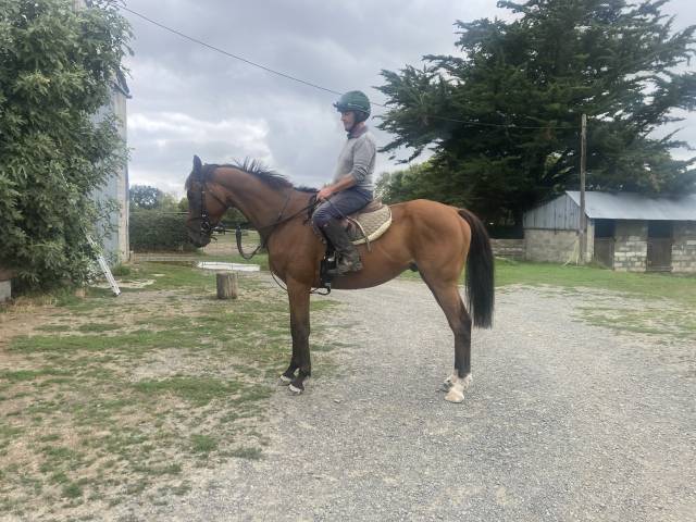 Hongre pur-sang bai de 5 ans, 1,65 m