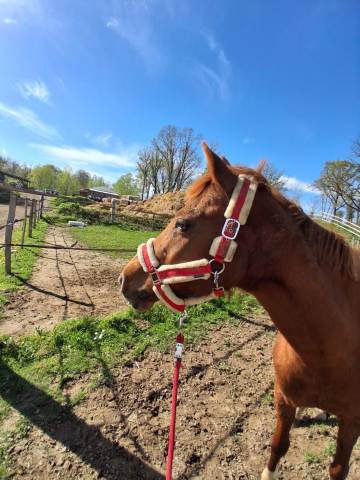 A vendre welsh k de 19 ans en pleine forme
