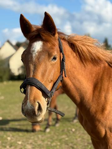 Pouliche 2 ans et demie 