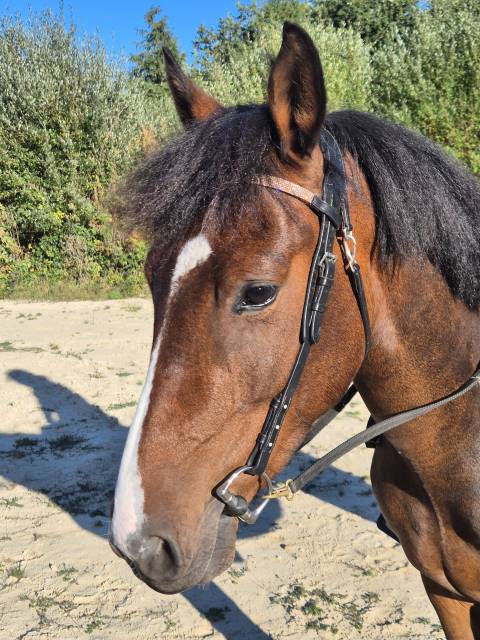 Poney 4 ans pour loisir modéré