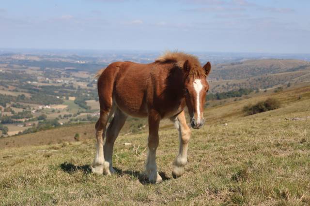 Pouliche irish cob x comtois