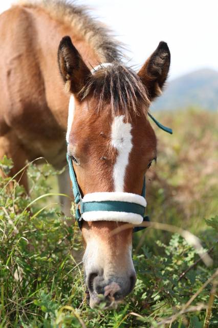 Pouliche irish cob x comtois 