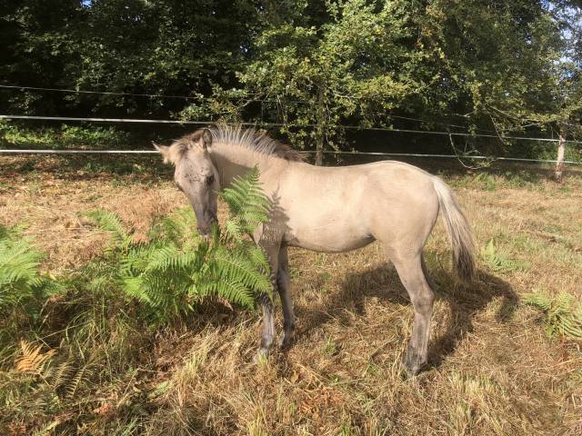 Pouliche konik welsh part bred