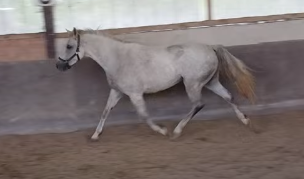 Ponette pfs 3 ans 