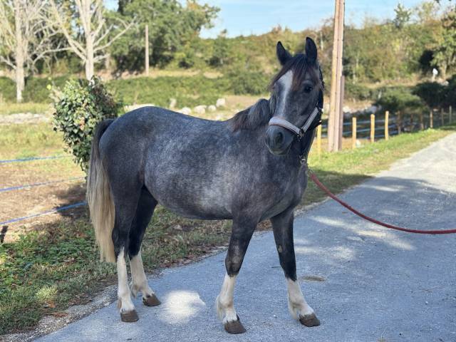 Poney français de selle