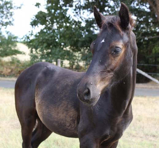 Poulain pfs noir
