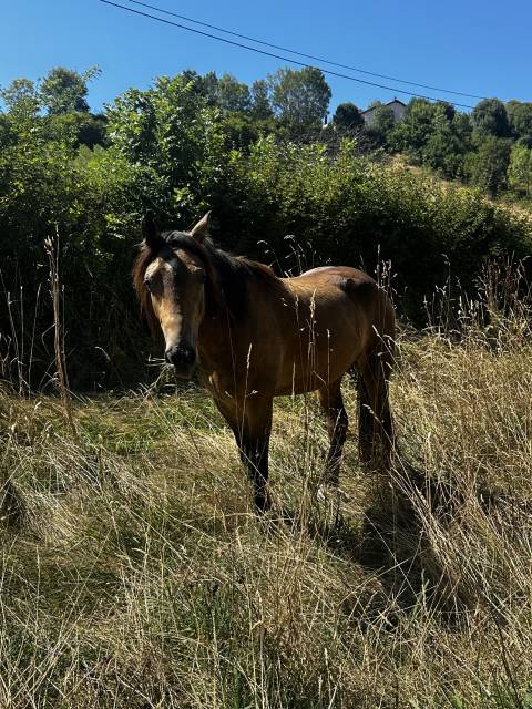 Welsh cob pp 3 ans 3500€ ttc 