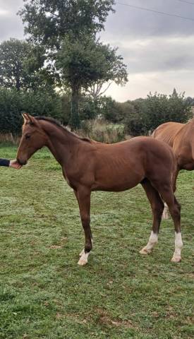Foal mâle top lignée 
