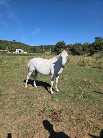 ? ponette d – polyvalente  ❤️