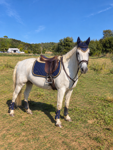 ? ponette d – polyvalente ❤️
