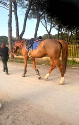 Jument cheval de selle italien a vendre 2020 bai par silver deux de virton