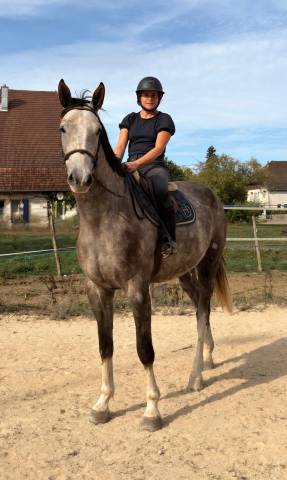 Hongre de 4 ans par helios d'helby