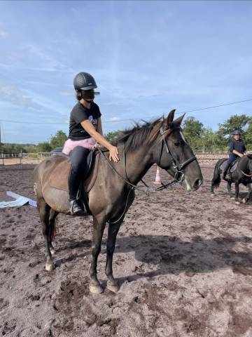 Poney d / petit cheval 