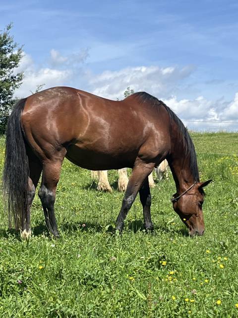 A vendre poulinière par diarado