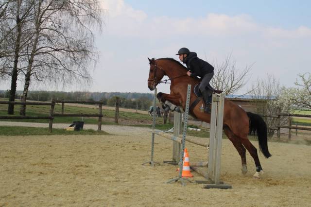 Selle français 9 ans 