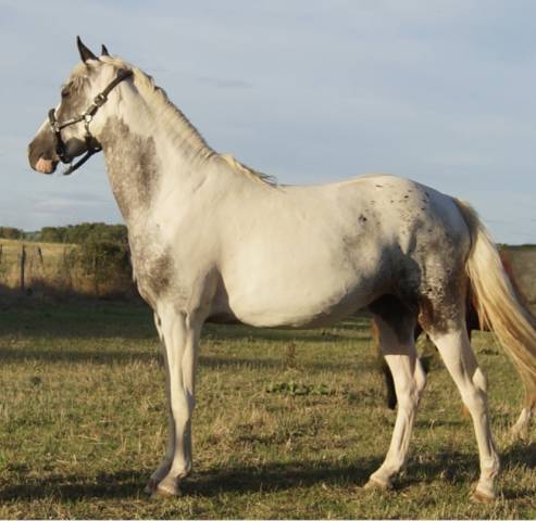 Pouliche 2,5ans wpb