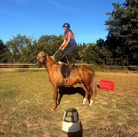Magnifique hongre palomino 