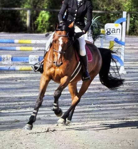 Jument 8 ans amateur 