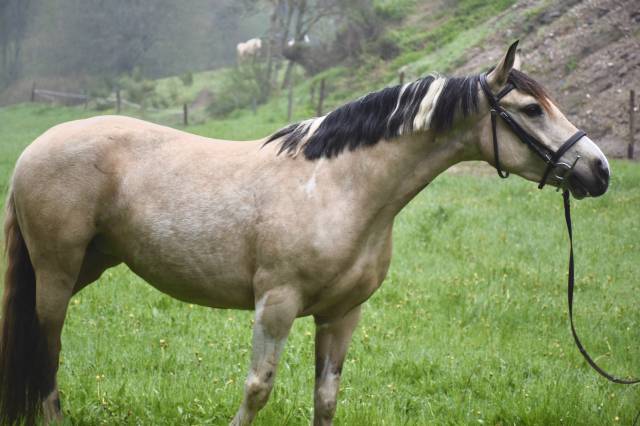 Ponette 7 ans 140cm