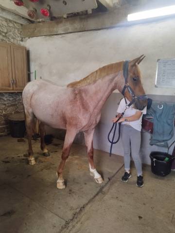 Mâle 2 ans pfs