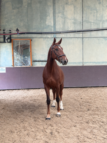 3 ans par kapitol d’argonne