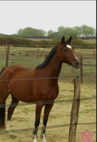 Ponette pfs