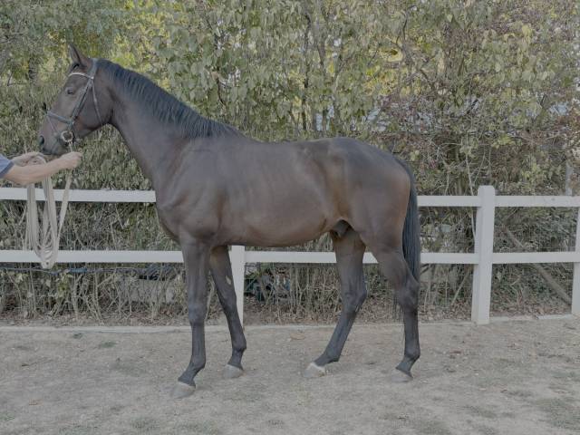 Hongre - westphalien - 4 ans - dressage - france