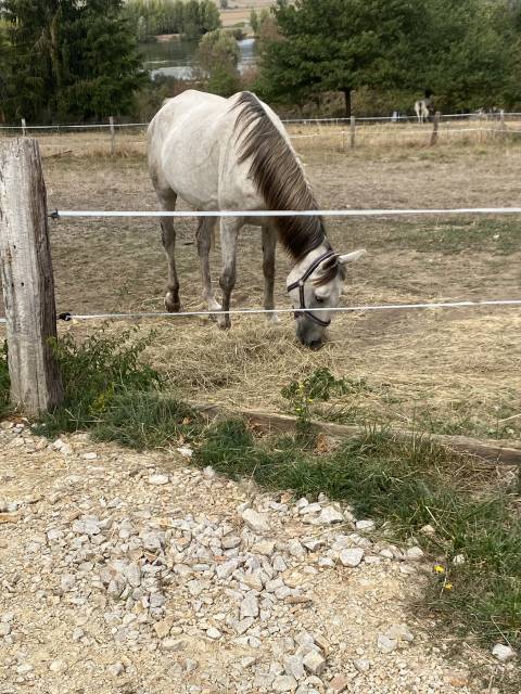 Kailo – hongre dsa – 7 ans – environ 1m65
