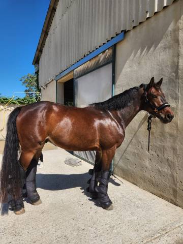 Hongre zangersheide de 7 ans