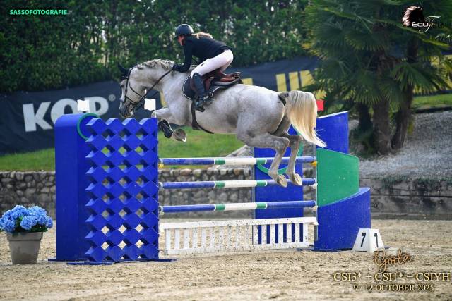 Ă vendre cheval 7 ans cycles classiques