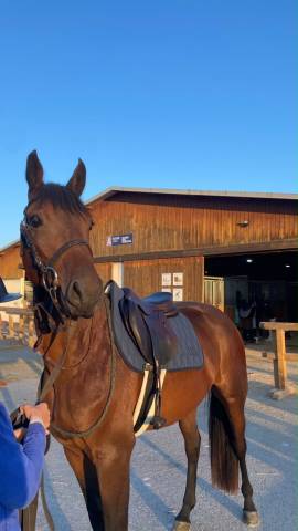 à vendre hongre 3 ans sf
