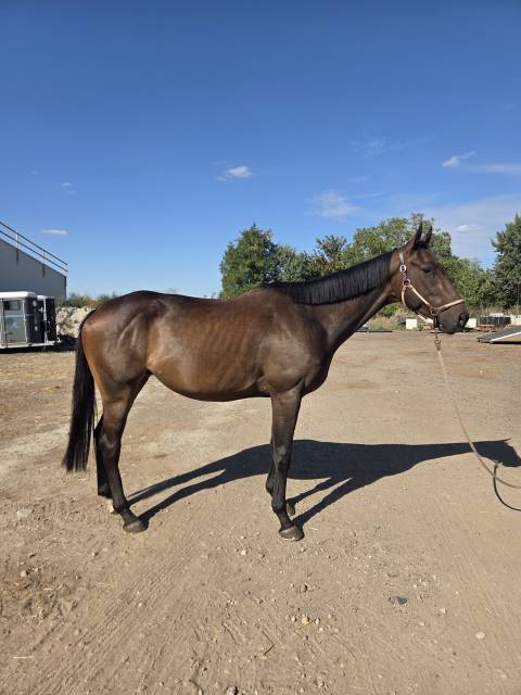 Jeune cheval idéal club ou loisir