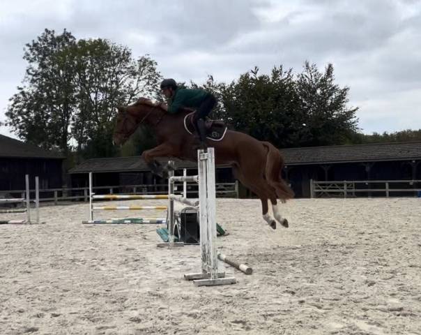 Hongre 7 ans facile selle français top amateur ou pro