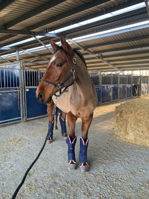 Cheval 8 ans