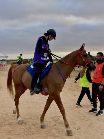 Pur sang arabe à vendre