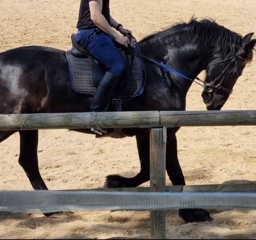 Hongre frison pure race 17 ans