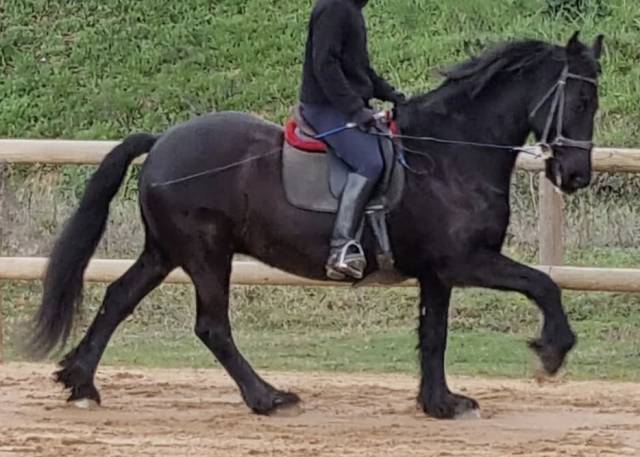 Hongre frison pure race 17 ans