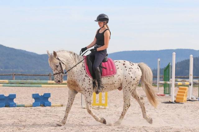 Poney d à vendre 