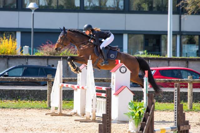 Jument - selle français - 5 ans - cso - france