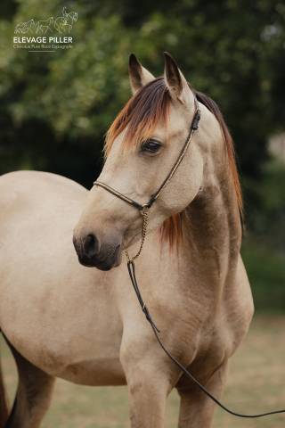 Poulain pure race espagnole pp - 2 ans - isabelle