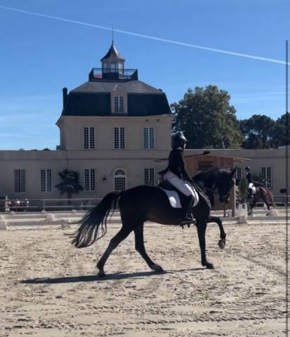  dexter de saint val -selle français - 13 ans