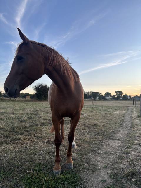 Jument cso 7 ans par flexible (csi 5*)
