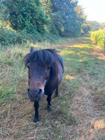 Snoopy, mini-shetland de 20 ans et voltige 17 ans