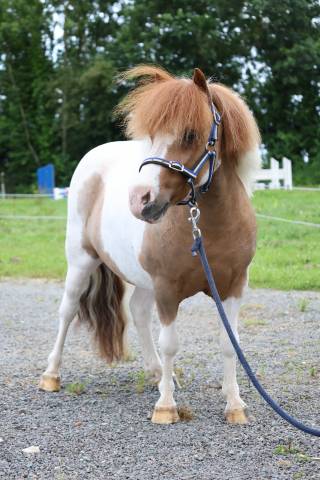 Plusieurs poneys miniatures